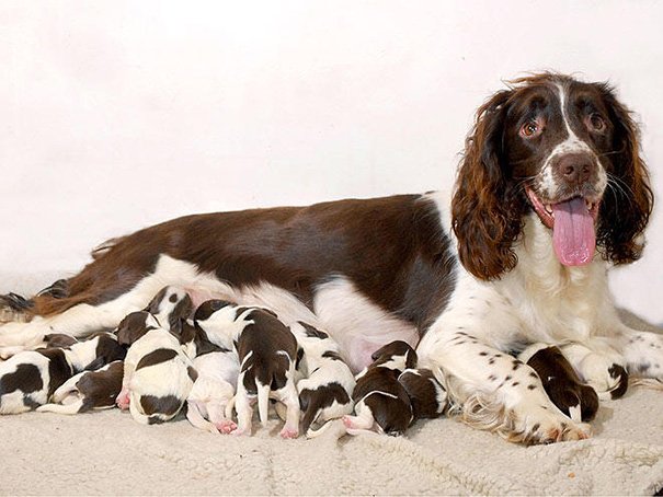 Милые мамы-собаки и их очаровательные щенята