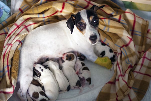 Милые мамы-собаки и их очаровательные щенята. ФОТО