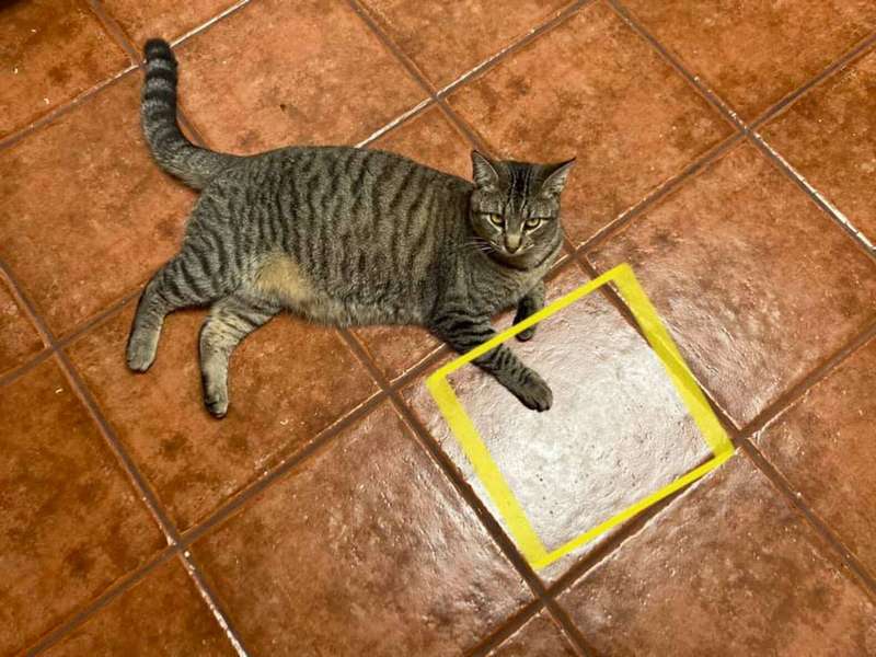 Кошка обнаружила на полу кусочек курицы, и теперь верит в волшебную плитку, дарующую еду. ФОТО