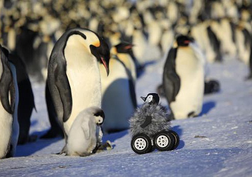 Радиоуправляемый пингвин следит за сородичами. ВИДЕО