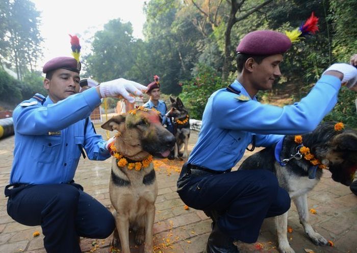 Кукур Тихар - непальский праздник почитания собак