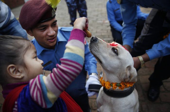 Кукур Тихар - непальский праздник почитания собак