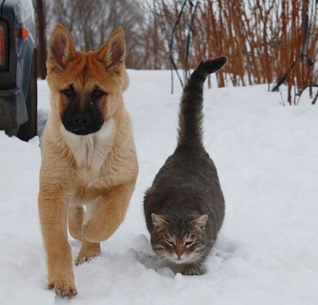 Умилительные фотографии дружбы собак и кошек