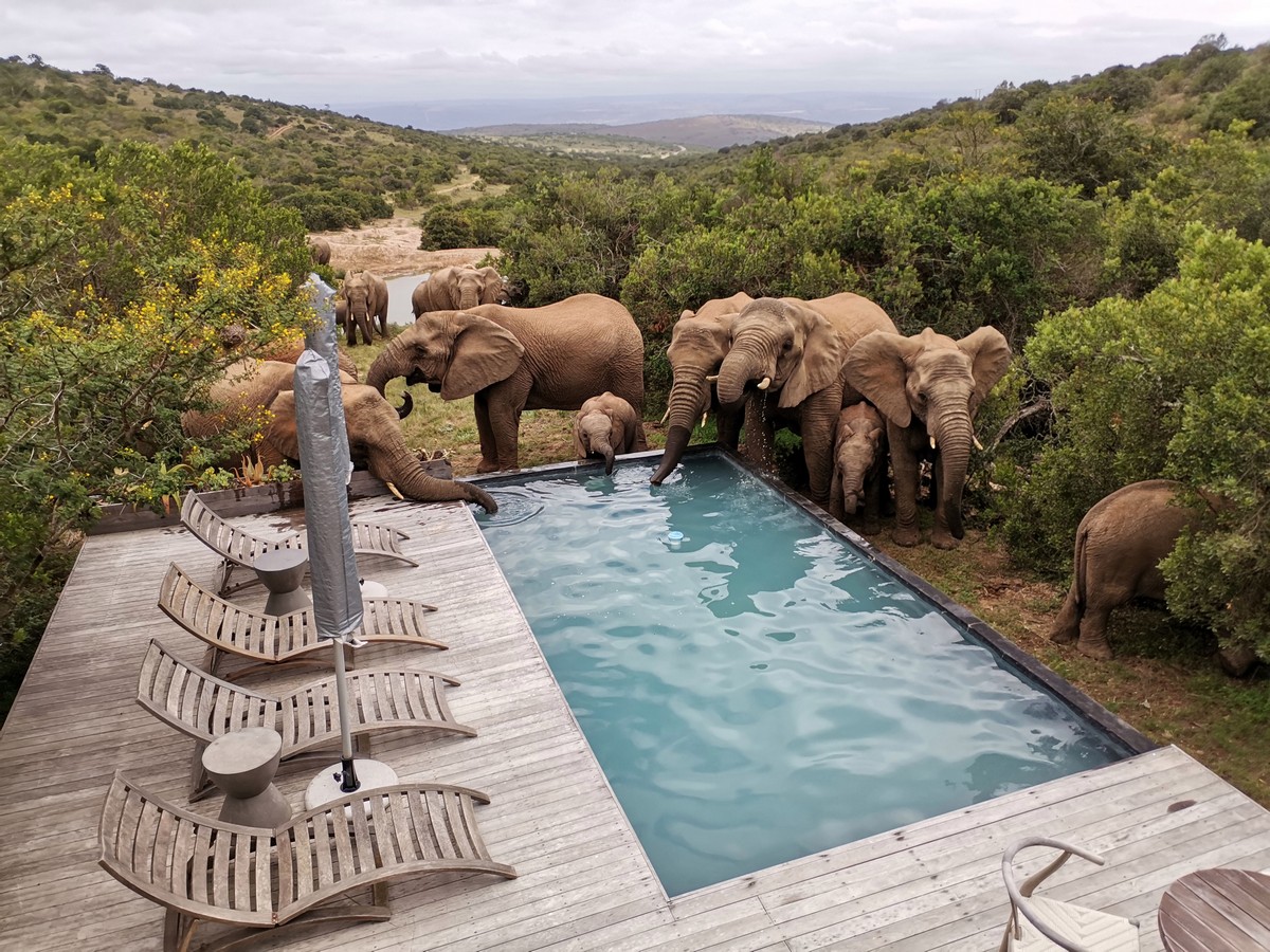 Стадо слонов приходит освежиться к бассейну в ЮАР. ФОТО