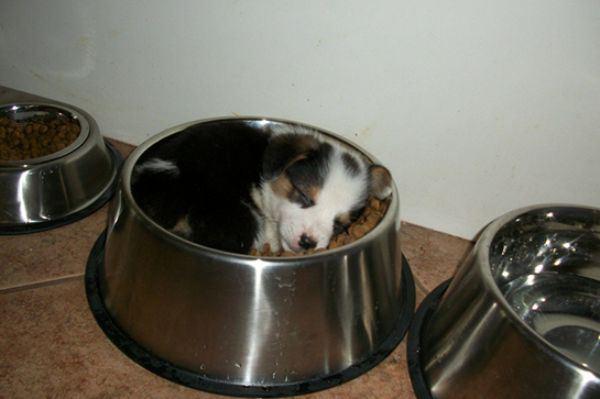 Милые собаки, уснувшие в самых неожиданных местах