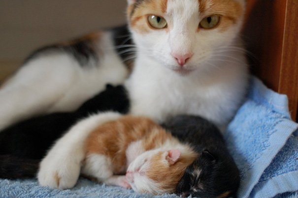 Милые мамы-кошки и их очаровательные котята