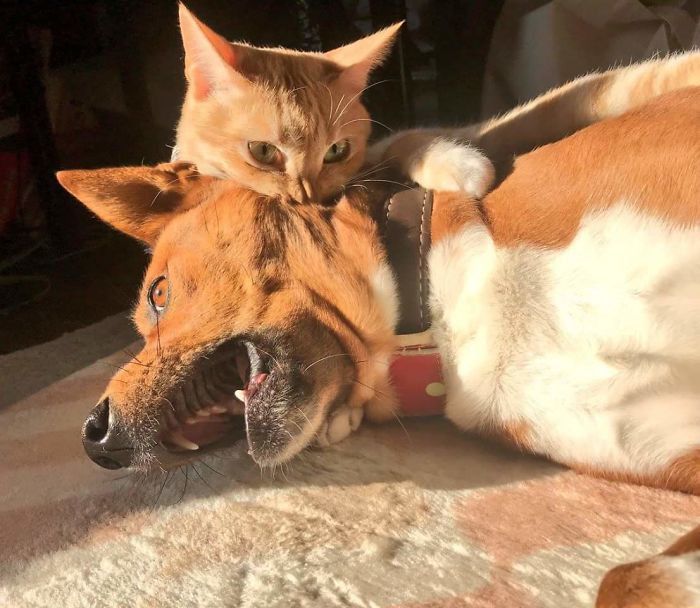 Снимки о непростых отношениях между кошками и собаками