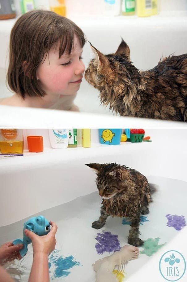 Коты, которые обожают водные процедуры