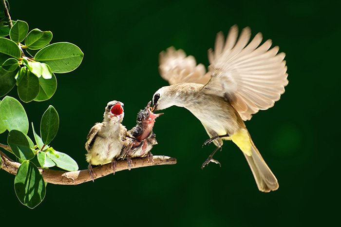 Птицы со своими птенцами
