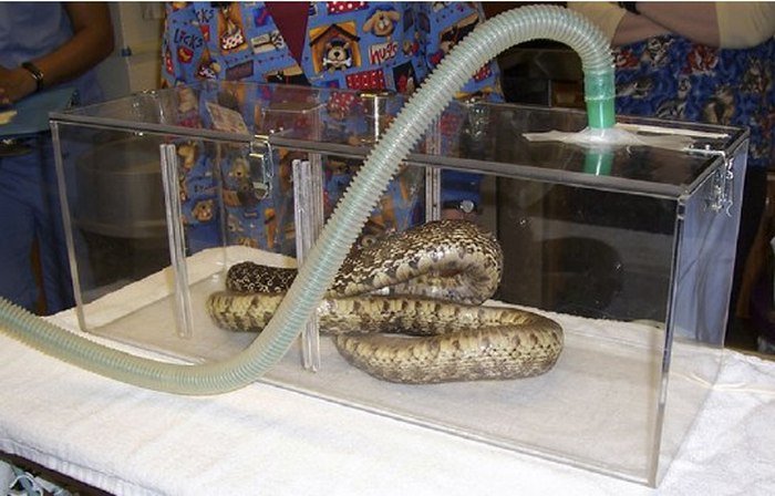 Анестезия для змей