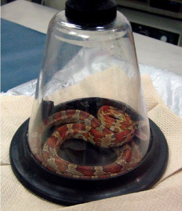 Анестезия для змей