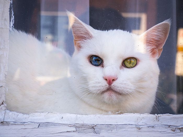 Волшебный взгляд кошек, страдающих гетерохромией