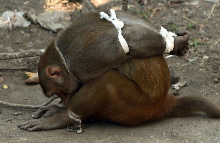 Наказание обезьяны-преступницы в Индии. ФОТО