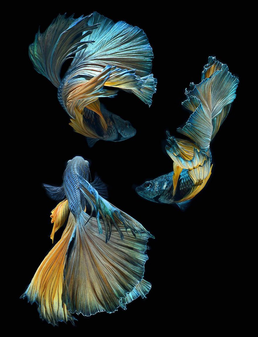 Фотографии сиамских бойцовских рыбок