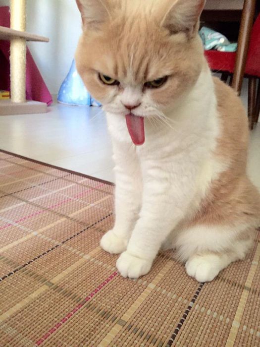Коюки - новый хмурый кот, который покорил пользователей сети