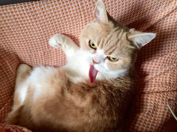Коюки - новый хмурый кот, который покорил пользователей сети