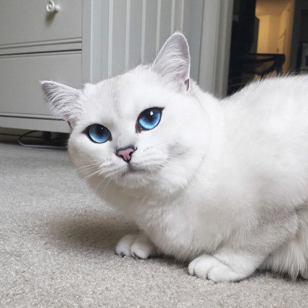 Белый кот Коби с очаровательными глазами