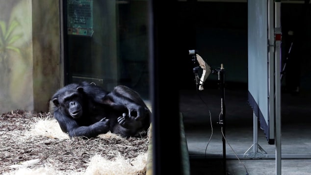 Шимпанзе из разных зоопарков каждый день общаются по видеосвязи - они совсем как люди. ФОТО