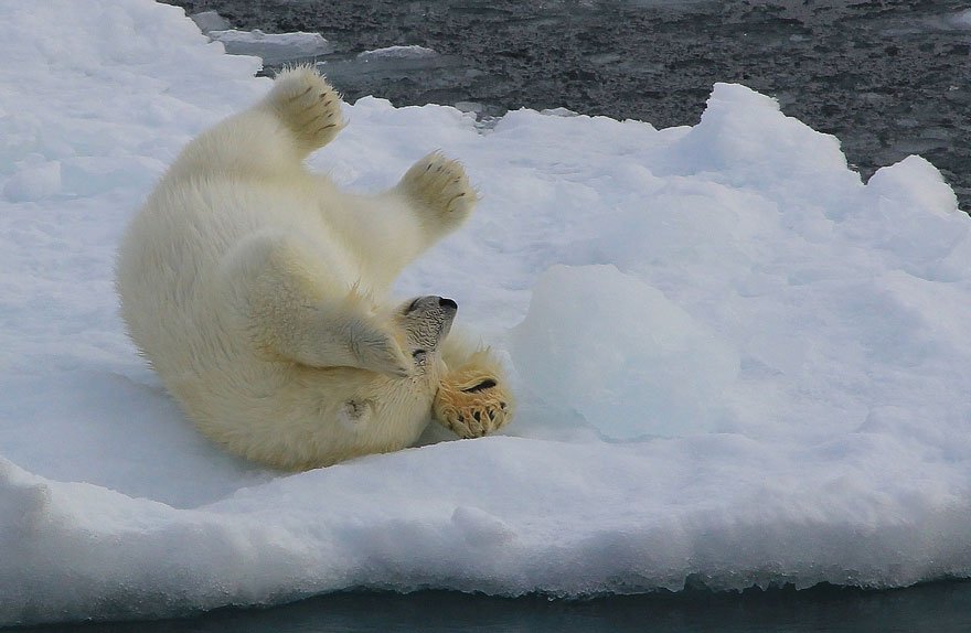 Очаровательные полярные медвежата растопят ваше сердце