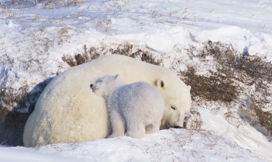 Очаровательные полярные медвежата растопят ваше сердце