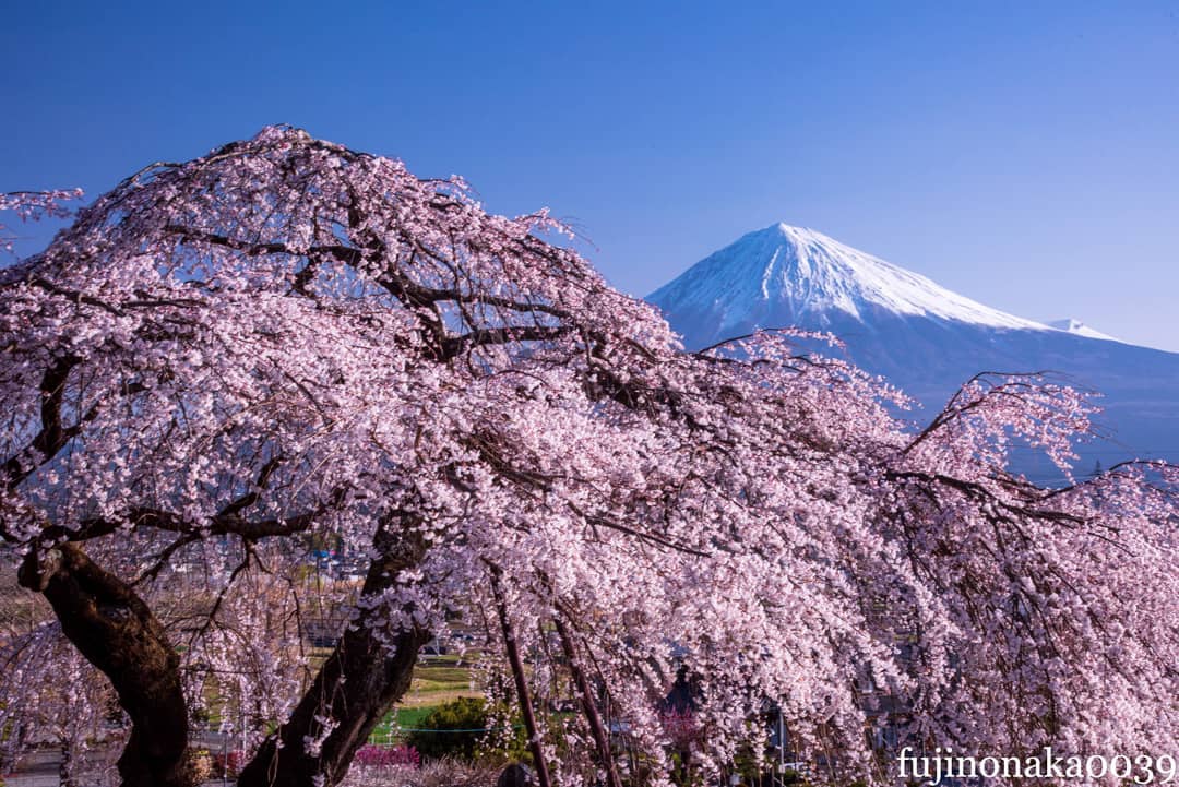 В Японии начался сезон цветения сакур, и улицы Токио уже утопают в цвету: ФОТО