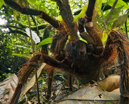 Самый страшный и крупный паук в мире. ФОТО