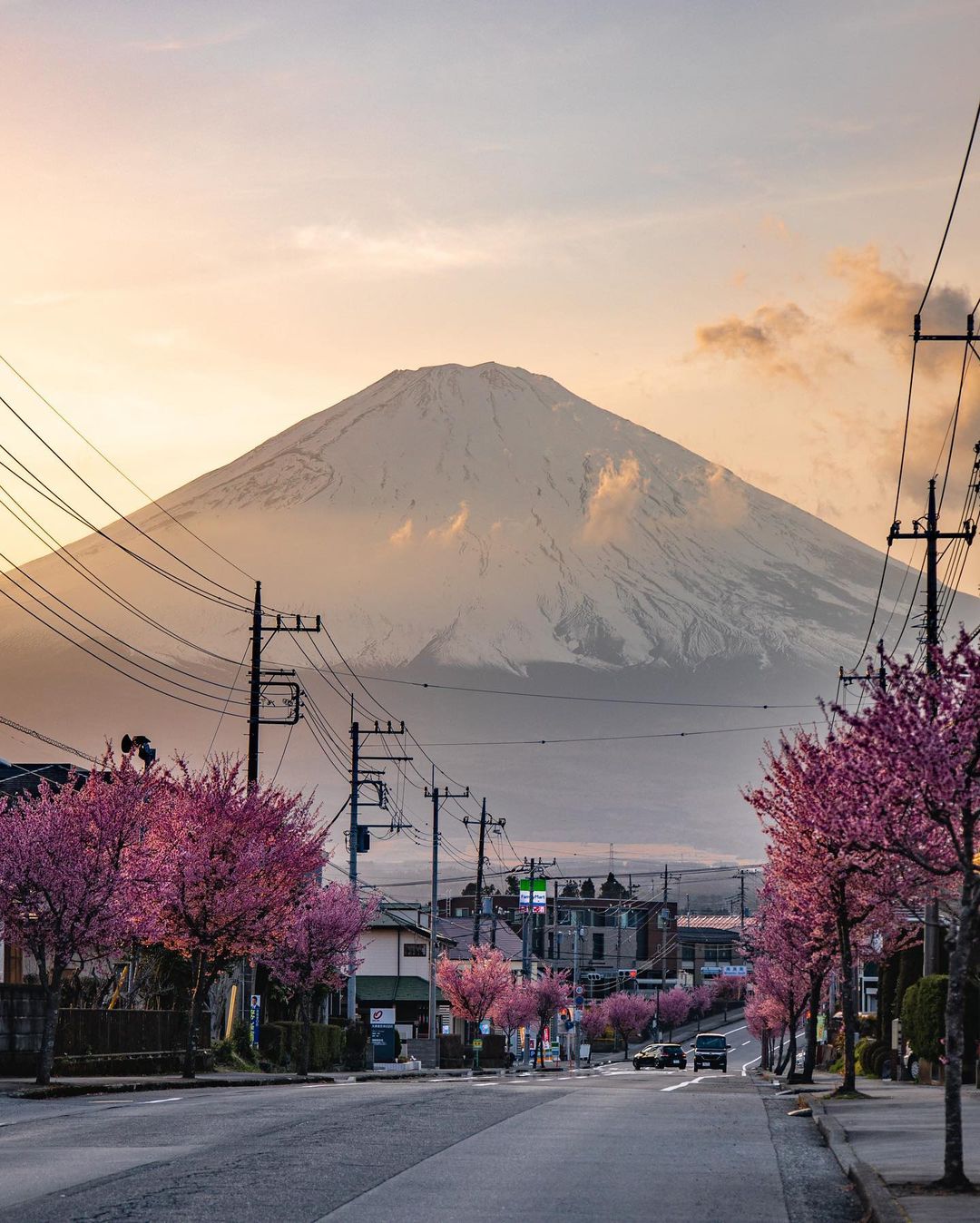 В Японии начался сезон цветения сакур, и улицы Токио уже утопают в цвету: ФОТО