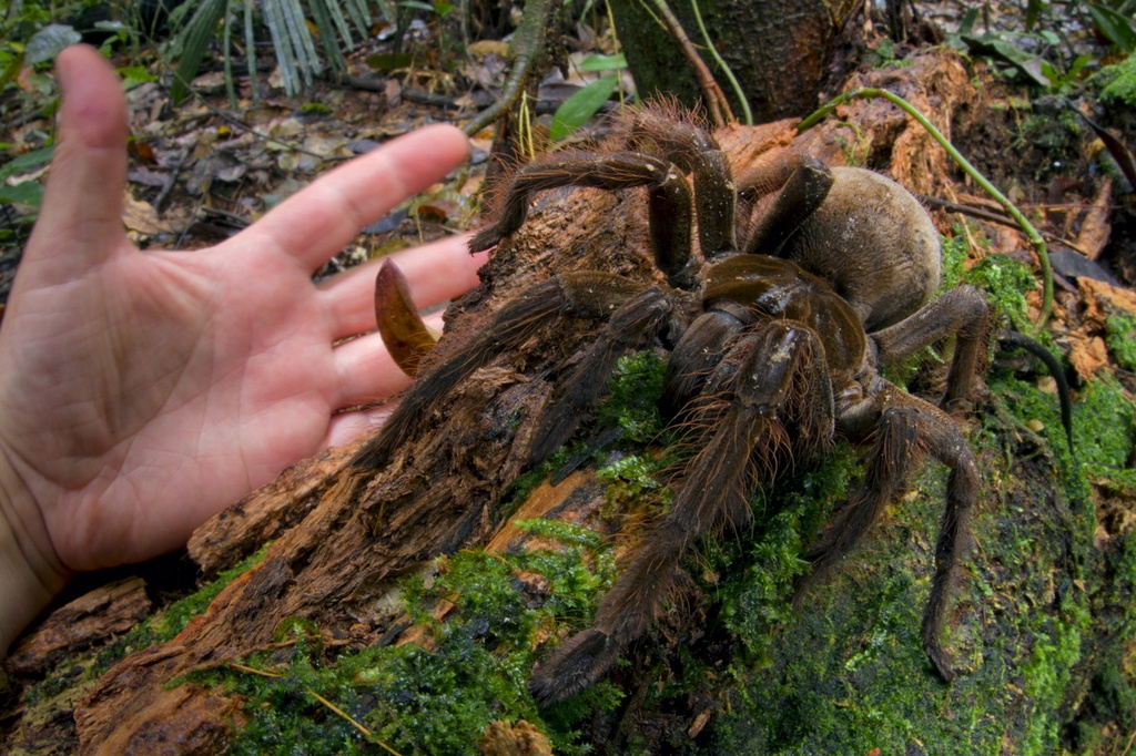 Самый страшный и крупный паук в мире. ФОТО