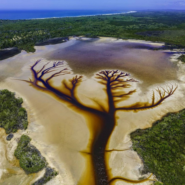 Фотограф запечатлел захватывающее дух \"Дерево жизни\" на вышедшем из берегов озере Какора. ФОТО
