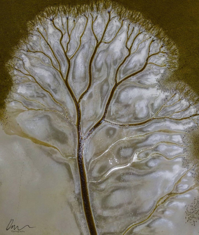 Фотограф запечатлел захватывающее дух \"Дерево жизни\" на вышедшем из берегов озере Какора. ФОТО