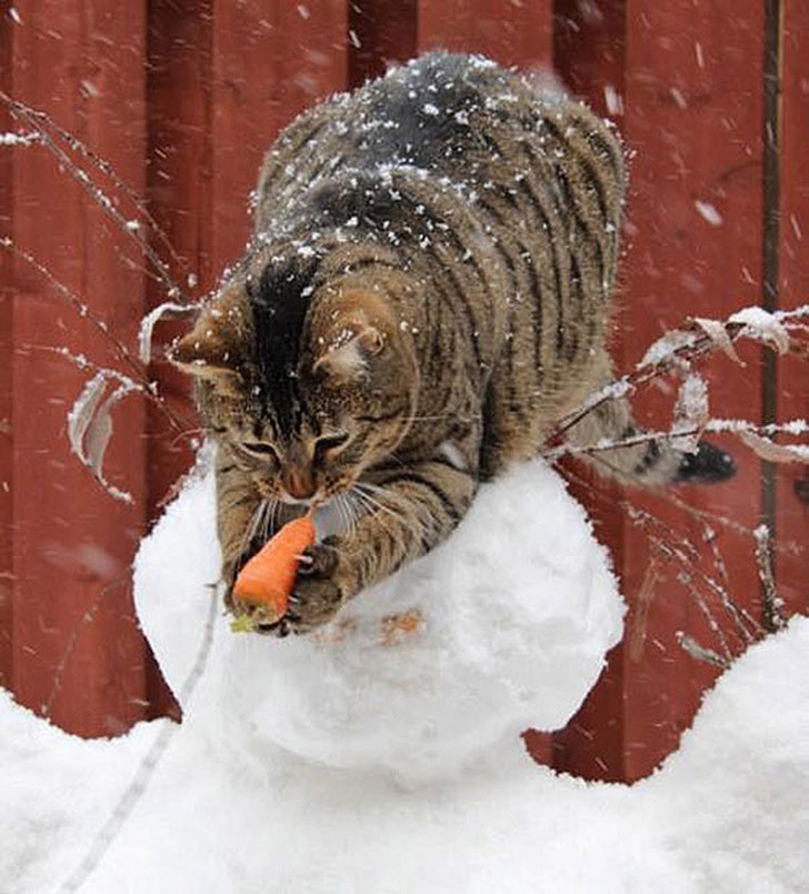 Коты, которых застали врасплох