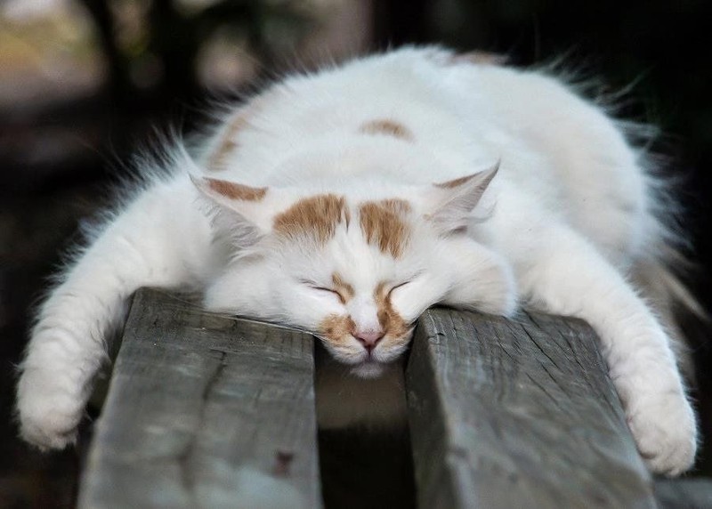 Коты, познавшие все тайны сна
