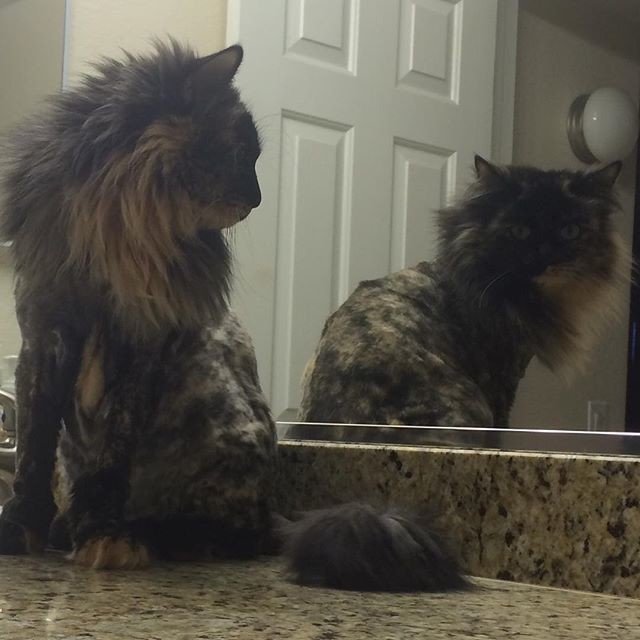 18 подстриженных котов, которые явно недовольны своей новой прической