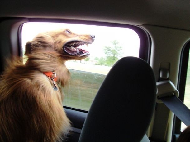 Собаки, которые обожают ветер и поездки на машине
