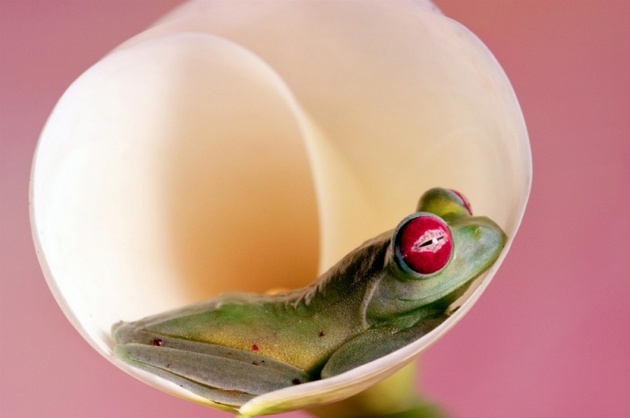 Красота лягушек на ярких фотографиях