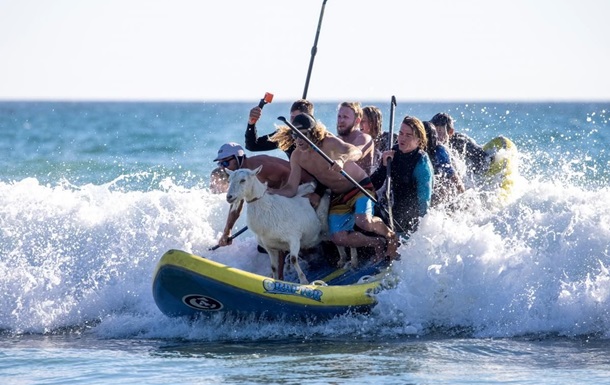 Необычный серфинг: в Калифорнии плавают на волнах с козлом