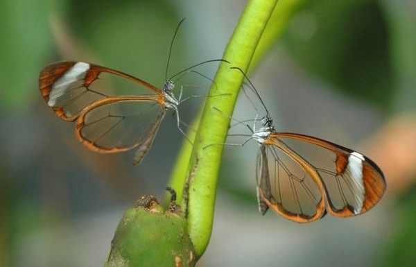 Невероятная бабочка с прозрачными крыльями