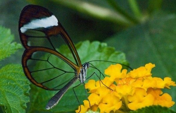 Невероятная бабочка с прозрачными крыльями