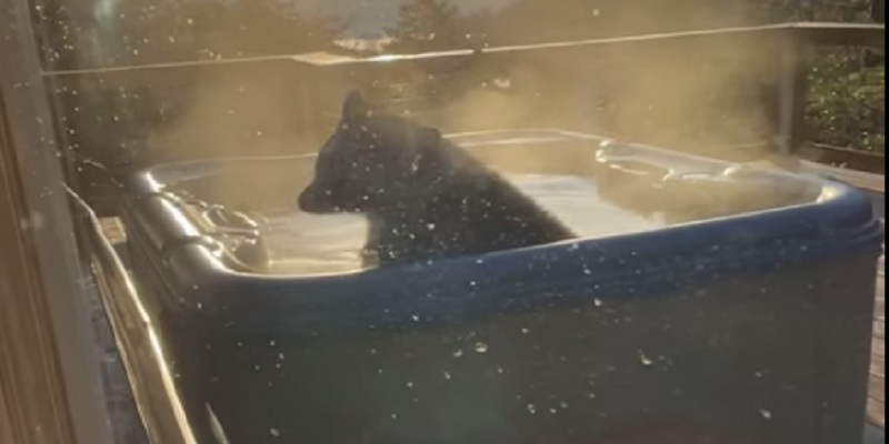 Медведь принял джакузи и показал людям, как нужно наслаждаться жизнью (фото)