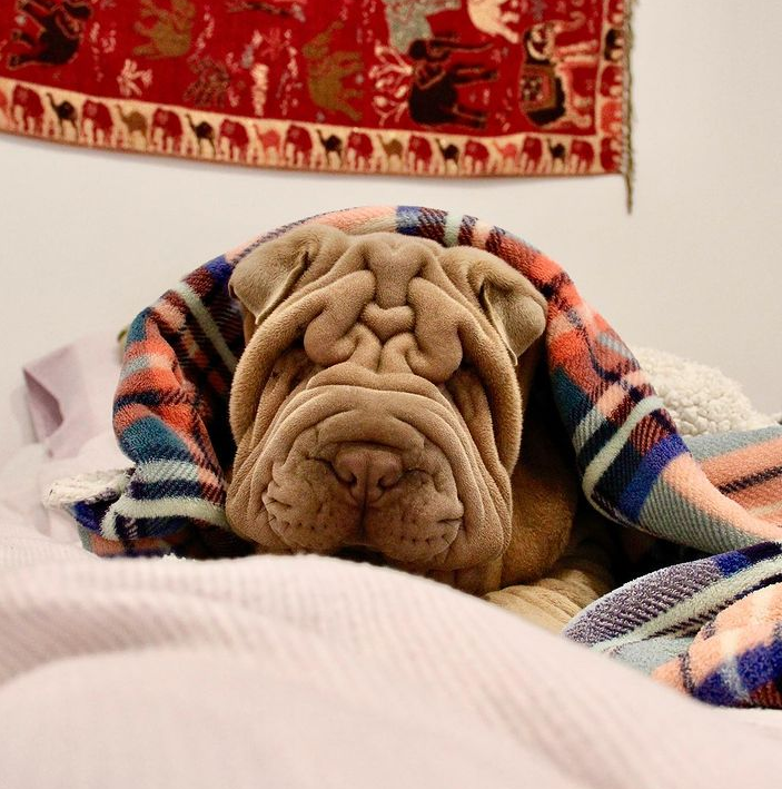 Курьезные фото пса, похожего на смятое одеяло, сделали его звездой