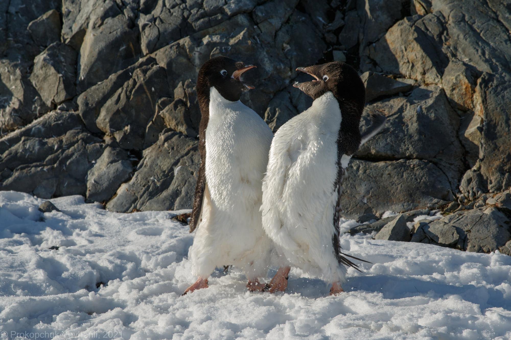 Украинские полярники показали «разборки» пингвинов на забавных фото