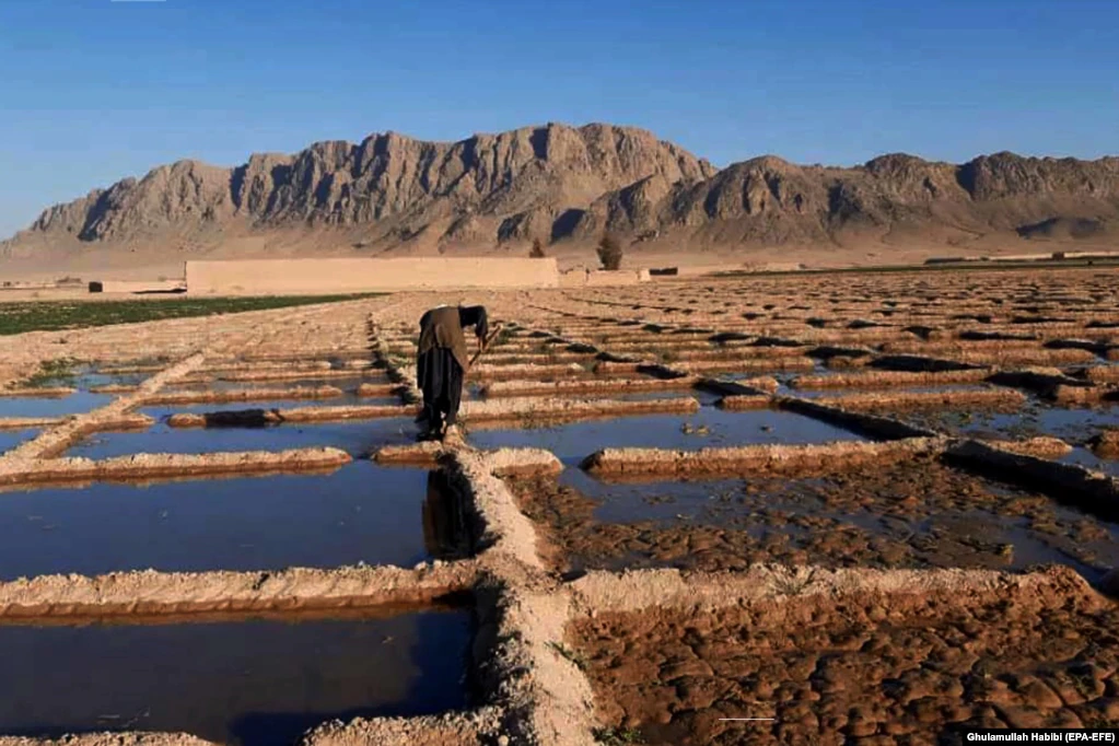 Афганский фермер выращивает свой мак в Гильменде. После падения режима талибов в 2001 году афганское правительство и международное сообщество безуспешно потратили более 9 миллиардов долларов на прекращение выращивания опиума. Афганистан остается производителем большей части героина в мире и стал крупным мировым производителем метамфетамина