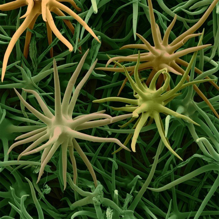 Невероятные снимки разных семян под микроскопом