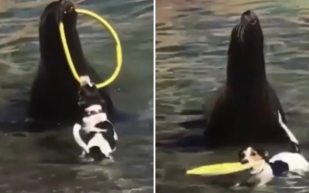 Морской котик отдал собаке свою игрушку