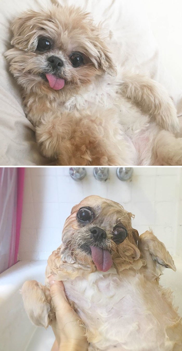 Милые собаки до и после купания