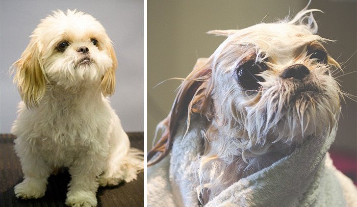 Милые собаки до и после купания