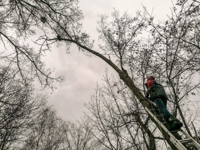 Сбежал от хозяйки: Спасатели помогли еноту слезть с дерева. ФОТО