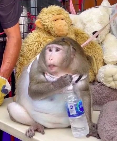Откормленную на рынке обезьянку пришлось отправлять в лагерь для толстых. ФОТО