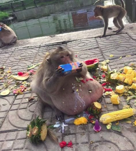 Откормленную на рынке обезьянку пришлось отправлять в лагерь для толстых. ФОТО