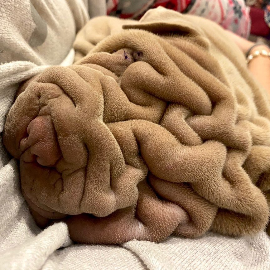 Курьезные фото пса, похожего на смятое одеяло, сделали звездой домашнего питомца. ФОТО
